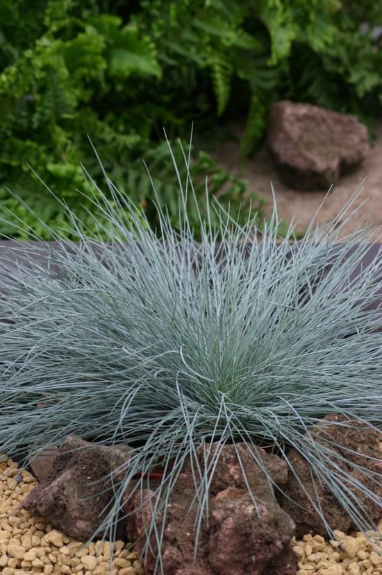 4x Festuca Glauca ‘Intense Blue’ – Blauw Schapengras in C2 liter kweekpotten