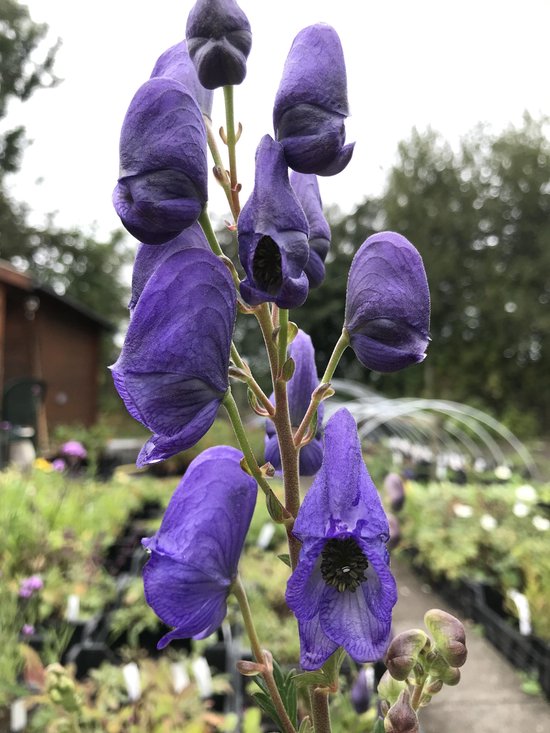 6 x Aconitum carmichaelii 'Arendsii' - Monnikskap - P9 Pot (9 x 9cm) - Dima Vaste Planten