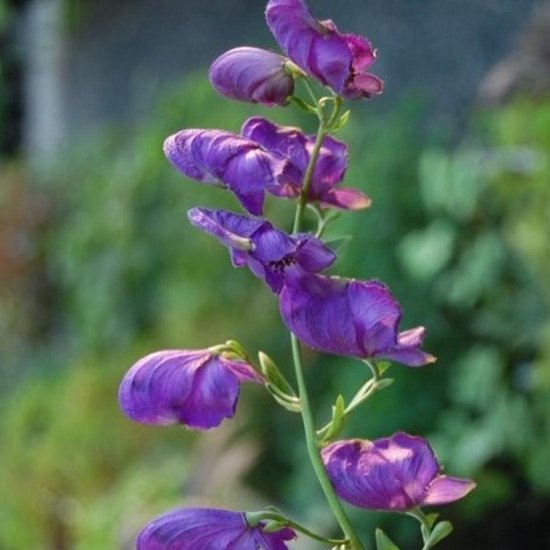 6 x Aconitum 'Henryi Spark's Variety' - Monnikskap - Paarse bloemen, opvallende bladeren