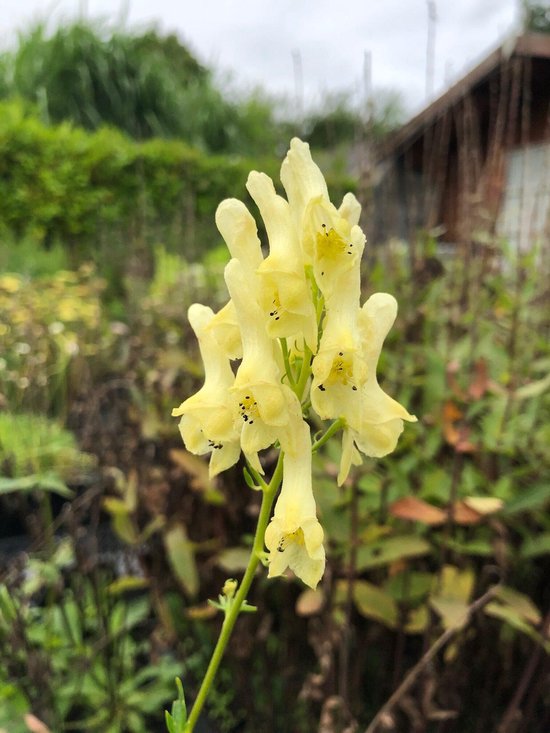 6 x Aconitum lamarckii - Monnikskap - P9 Pot (9 x 9cm) - Dima Vaste Planten