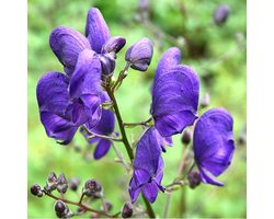 6 x Aconitum Napellus - Monnikskap pot 9x9 cm- Giftige Schoonheid