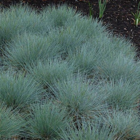 6x Blauw schapengras (Festuca glauca) - P9 pot (9x9)