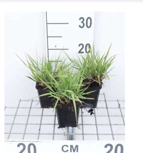 6 x ERAGROSTIS SPECTABILIS - Liefdesgras - pot 9 x 9 cm