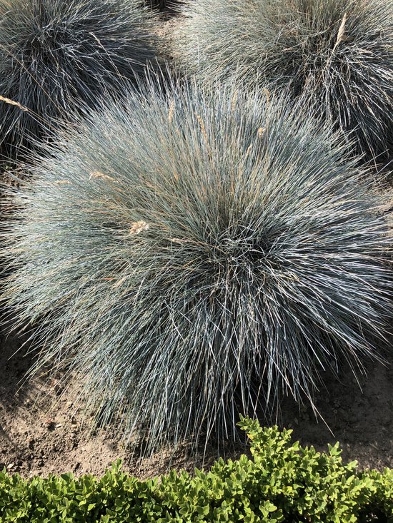 6 x Festuca Glauca 'Elijah Blue' - Zwenkgras of schapengras pot 9x9cm