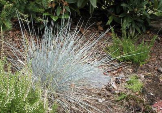 6 x Festuca glauca 'Uchte' - BLAUW ZWENKGRAS , BLAUW SCHAPENGRAS - pot 9 x 9 cm