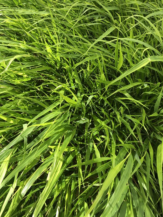 6 x Hakonechloa Macra - japans berggras in pot 9 x 9 cm