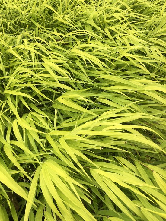 6 x Hakonechloa macra 'All Gold' - Japans berggras - in pot 9x9 cm