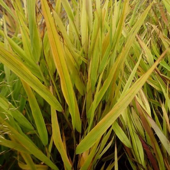 6x Japans Berggras - Hakonechloa macra 'Benzi-Kaze' - Pot 9x9cm
