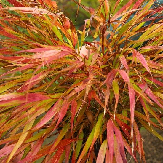 6x Japans Berggras - Hakonechloa macra 'Nicolas' - Pot 9x9cm