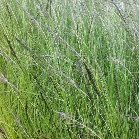 6x Liefdesgras - Eragrostis curvula - Pot 9x9cm