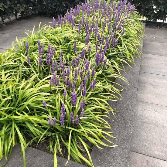 6x Liriope muscari ‘Big Blue’ – Leliegras in 2 liter pot met planthoogte 10-20cm