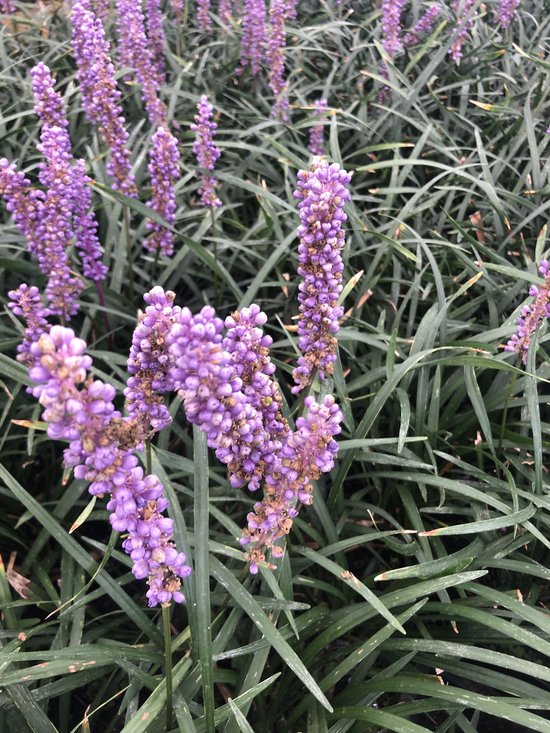 6 x Liriope Muscari Moneymaker - Leliegras in 9x9cm pot