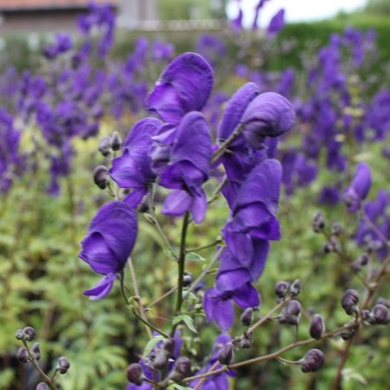 6x Monnikskap - Aconitum henryi ‘Spark’s Variety’ - Pot 9x9cm