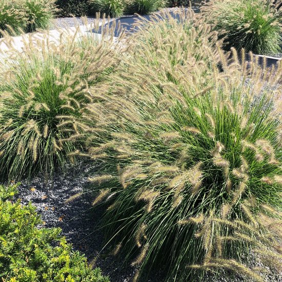6x Pennisetum alopecuroides ´Hameln´ - Lampenpoetsersgras in p9 (0,5 liter) pot