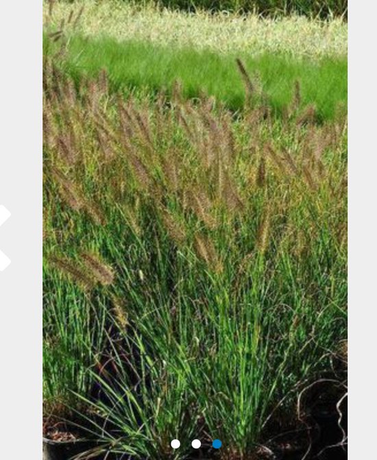 6 x PENNISETUM ALOP. VIRIDISCENS - LAMPENPOETSERSGRAS , BORSTELVEERGRAS, - pot 9 x 9 cm