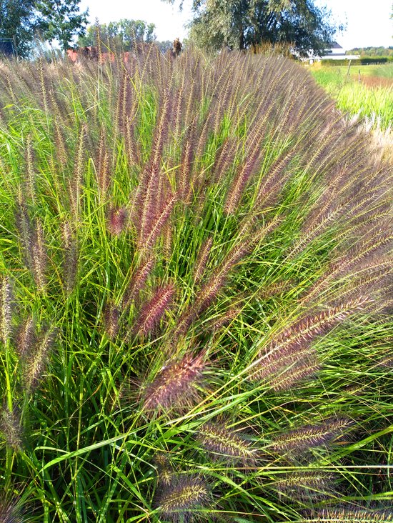 6x Pennisetum 'BLACK BEAUTY' zwart Lampenpoetsersgras in 9x9cm pot