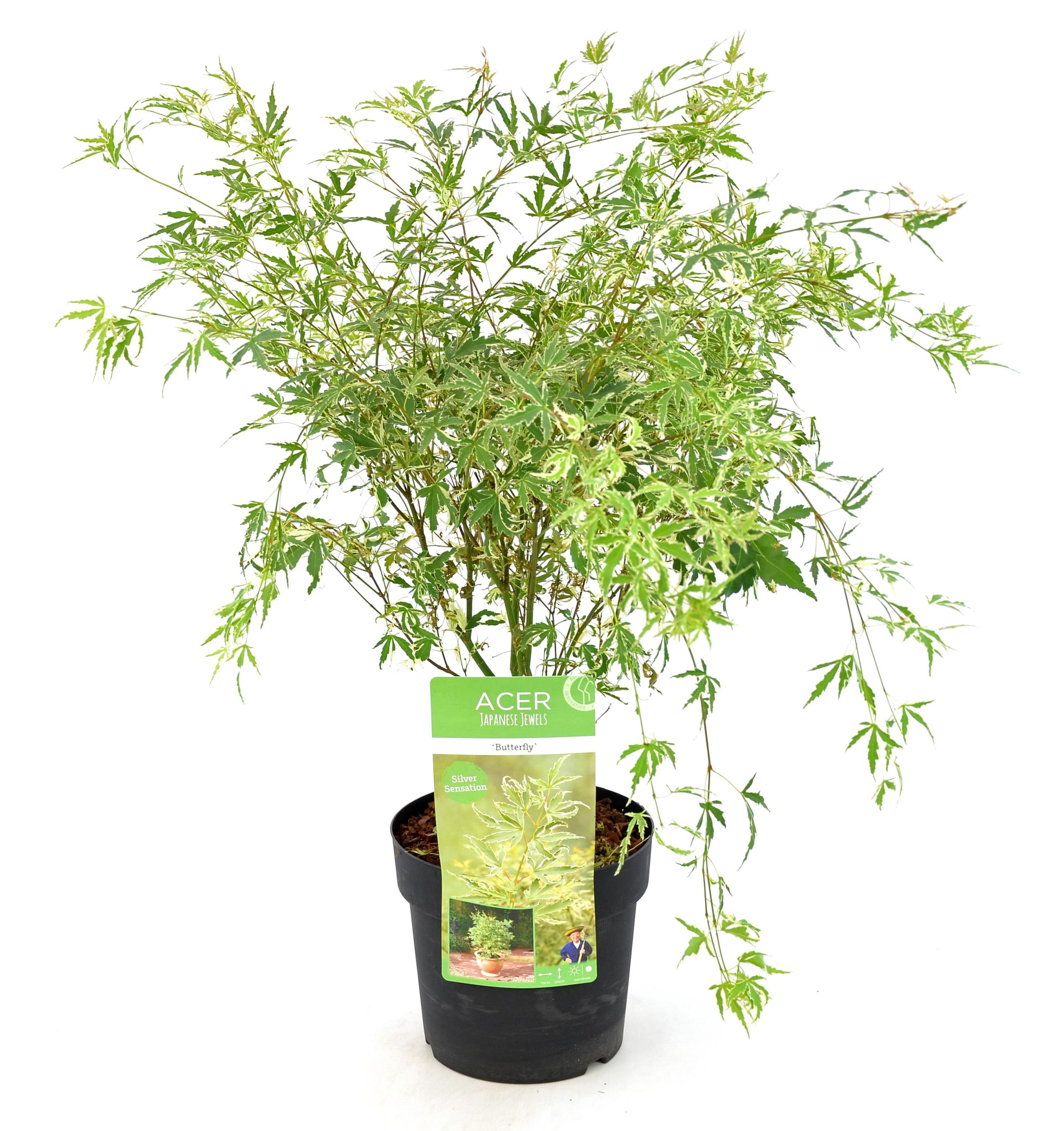 Acer Palmatum Butterfly - Japanse Esdoorn - P19