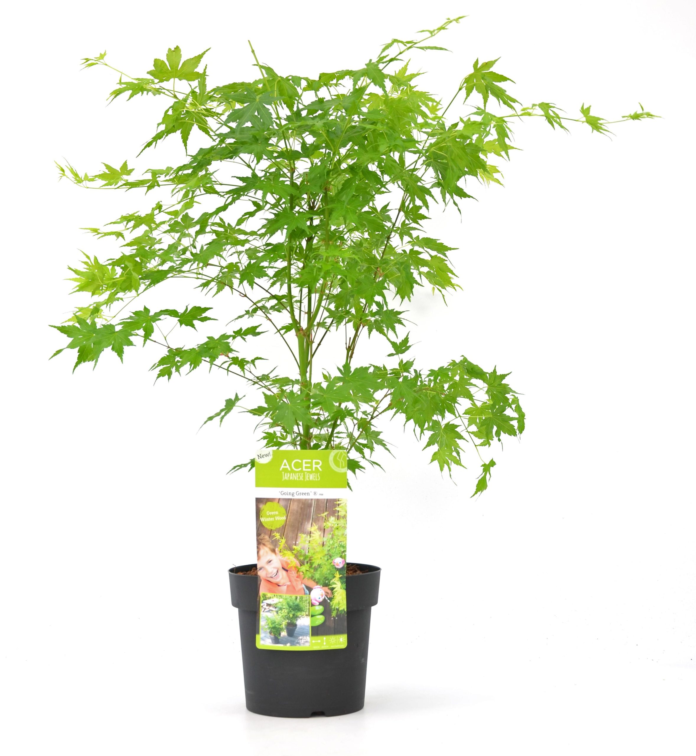 Acer palmatum Going Green - Japanse Esdoorn - P19
