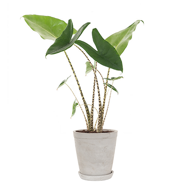 Alocasia Zebrina in sierpot (grijs) - P 21 cm
