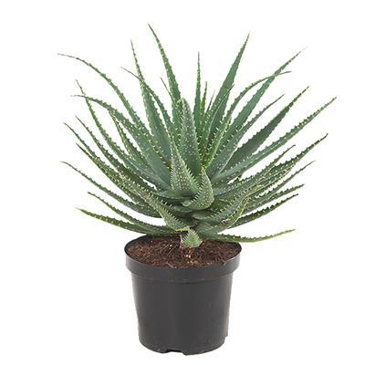 Aloe arborescens (Kandelaar aloe) - P 20 cm