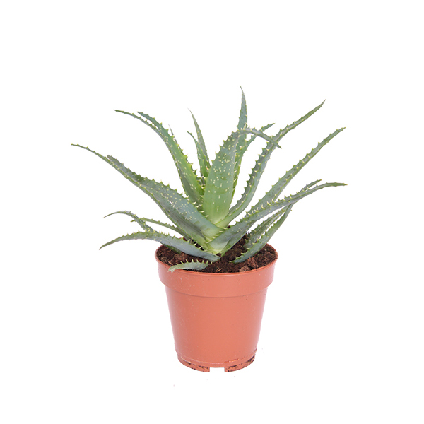 Aloe Arborescens P 12 cm