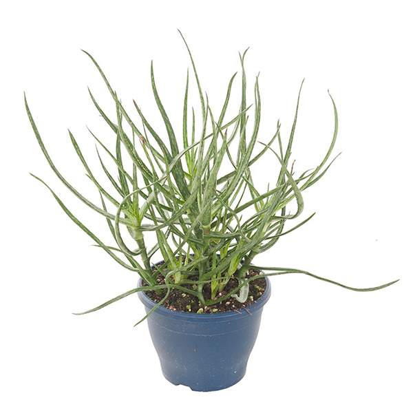 Aloe Bakeri - P 14 cm
