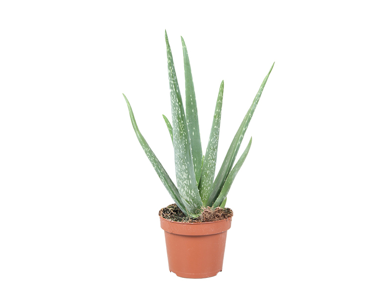 Aloe vera P 14 cm
