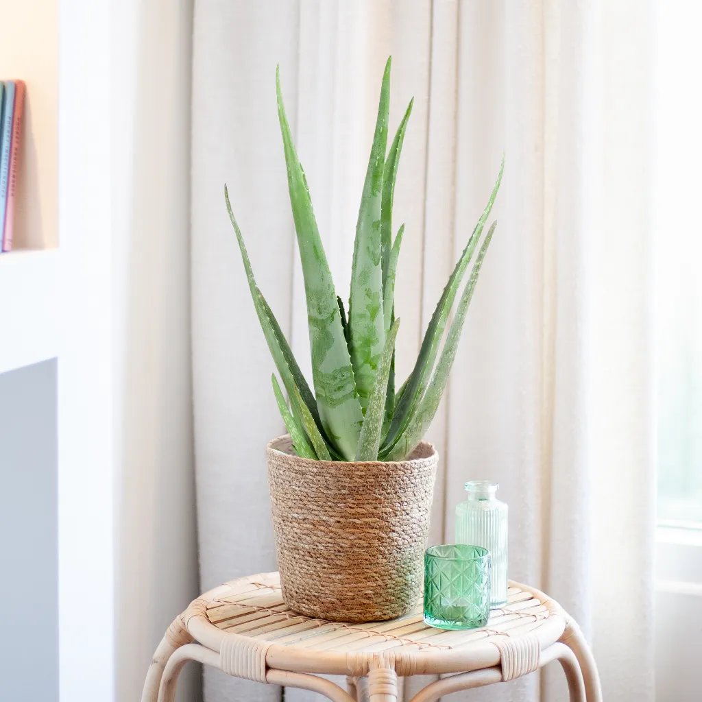 Aloe Vera Plant - Medicijnplant - P15