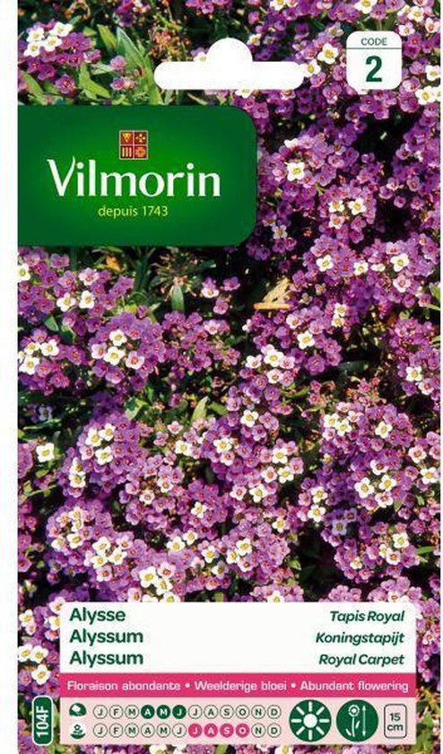 Alyssum Koningstapijt - Lobularia maritima