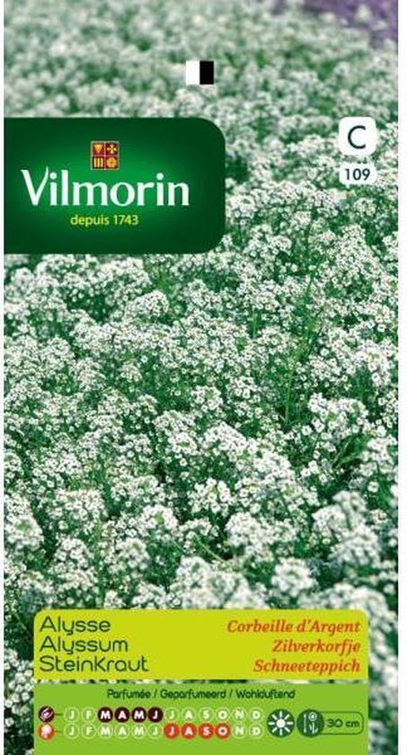 Alyssum Zilverkorfje - Lobularia maritima