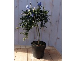 Amerikaanse sering op stam hoogte 60 cm