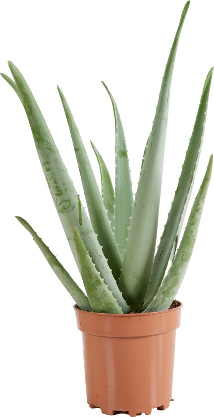 Bloomique - Aloe Vera - Kamerplanten - Vetplanten - Succulenten - Zeer Gemakkelijk in onderhoud - 50-60 cm Hoog - Pot 17cm