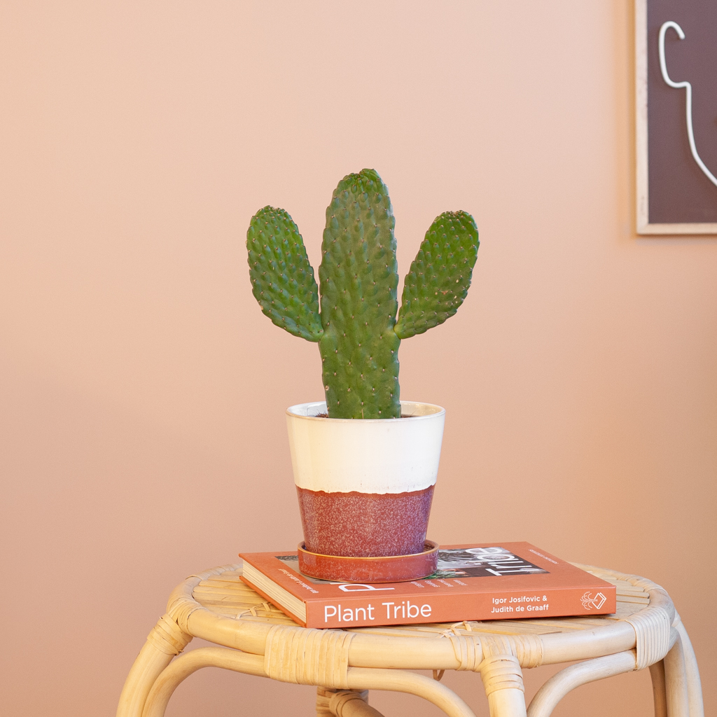 Cactus Opuntia - P12