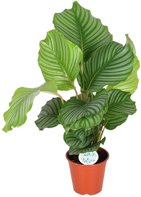 Calathea Orbifolia -60cm -Ø17 Groene Kamerplant -Sierplantenshop