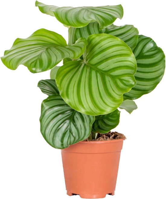 Calathea Orbifolia - Pauwenplant - Kamerplant - Luchtzuiverende plant voor binnen - ⌀14 cm - 40-45 cm