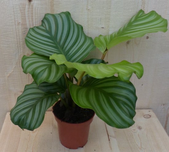 Calathea Orbifolia Pauwenplant groen blad gestreept 30 cm
