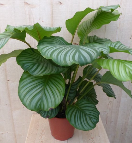 Calathea Orbifolia Pauwenplant groot groen blad met strepen 60 cm