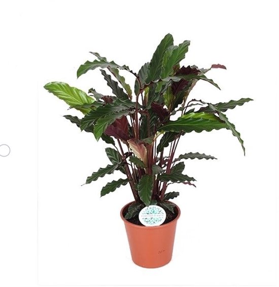 Calathea Rufibarba - Hoogte 55cm - Pot 17cm