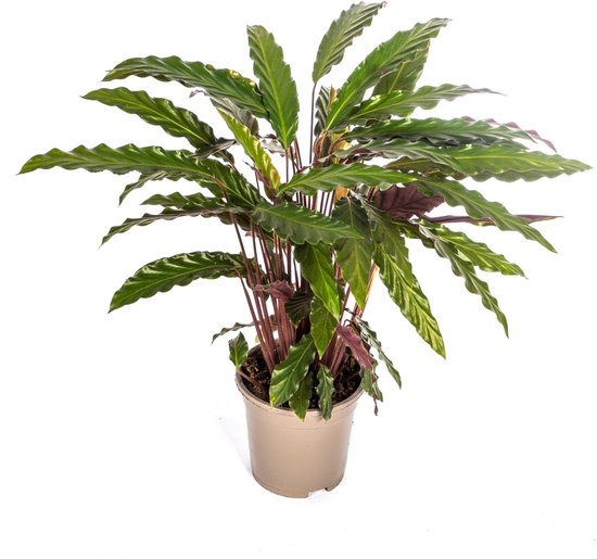 Calathea Rufibarba – Fluweelplant Ø17cm – 40-50cm – Tropische Kamerplant