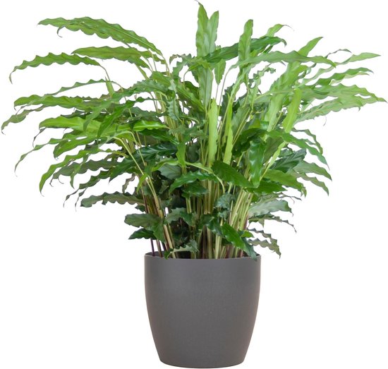 Calathea Rufibarba met Viber grijs - 55cm - Ø17
