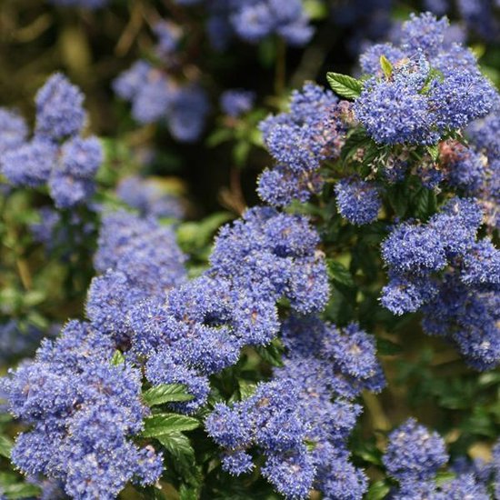 Ceanothus 'Concha' - Amerikaanse sering 30-40 cm in pot