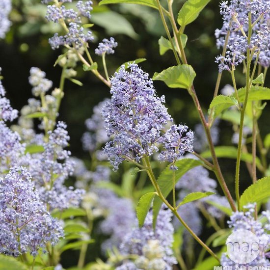 Ceanothus 'Gloire de Versailles' - Amerikaanse sering 40-50 cm in pot