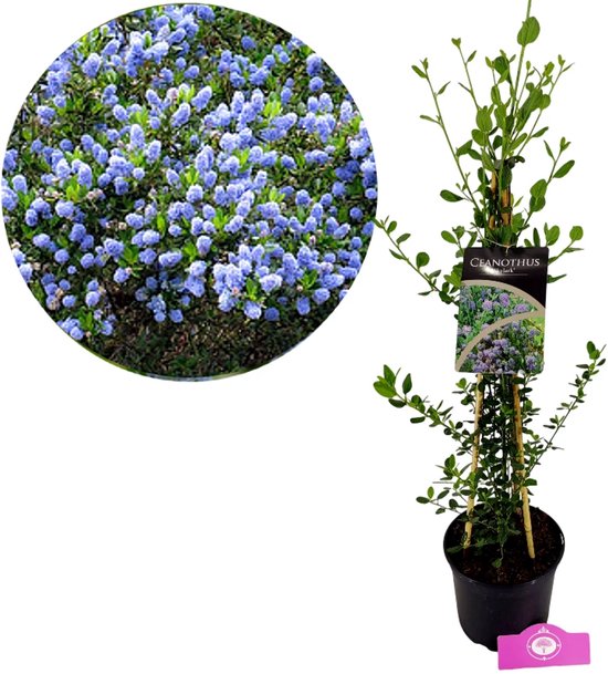 Ceanothus impressus ‘Skylark’ Amerikaanse sering, 2 liter pot