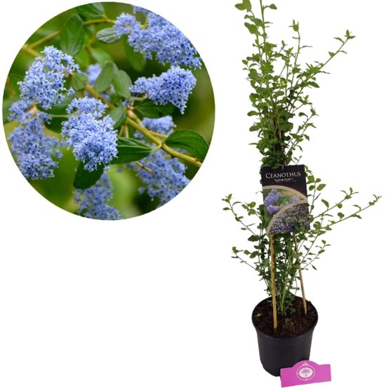 Ceanothus impressus 'Spring Party' winterharde Amerikaanse sering - 2 liter pot