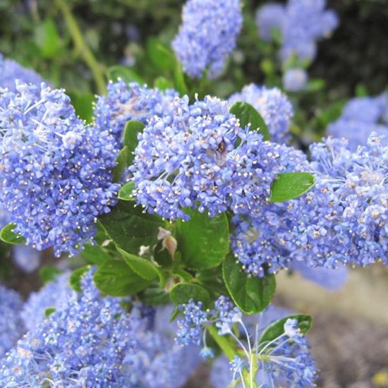 Ceanothus Impressus 'Victoria' - Amerikaanse sering 30-40 cm in pot
