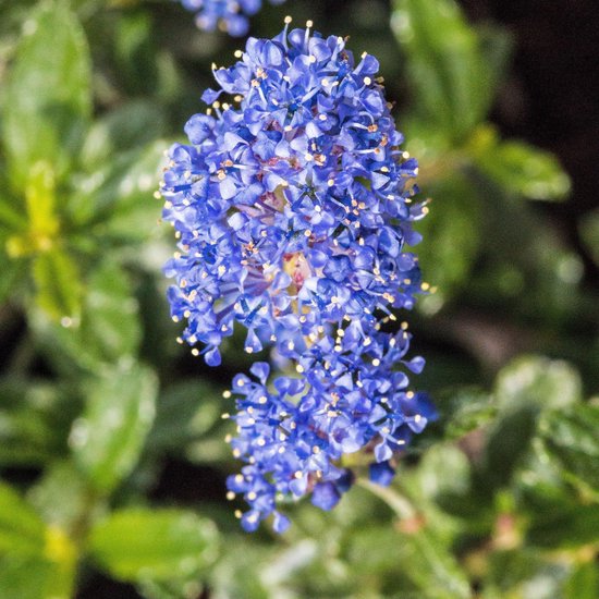 Ceanothus 'Italian Skies' - Amerikaanse sering 30-40 cm pot