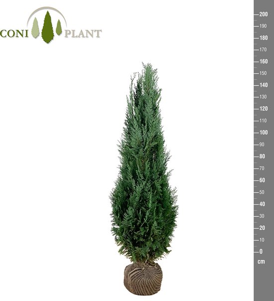 Chamaecyparis lawsoniana 'Columnaris' 140-160 conifeer blauweconifeer californische cipres