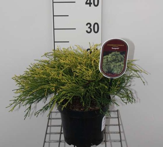 Chamaecyparis pisifera 'Sungold' - Japanse Cipres, Japanse Sawara Cipres 20 - 25 cm in pot