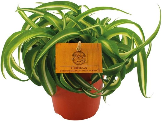 Chlorophytum Bonnie - Prachtige Spinnenplant -20cm -Ø12 Groene Kamerplant -Sierplantenshop