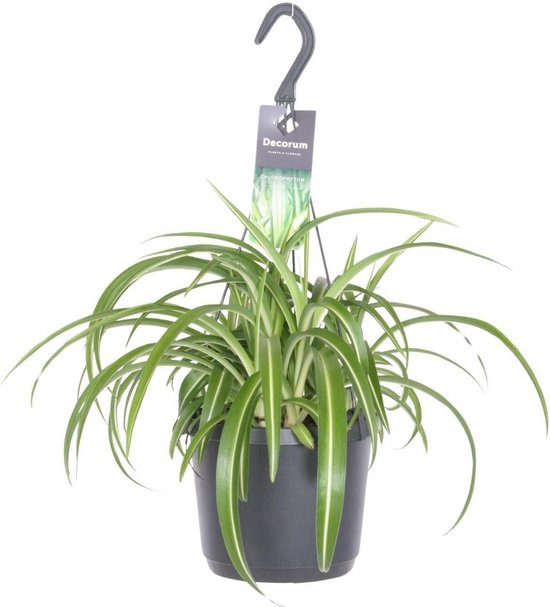 Chlorophytum Comosum Bonnie - Luchtzuiverende Sierplant -35cm -Ø7 Groene Kamerplant -Sierplantenshop